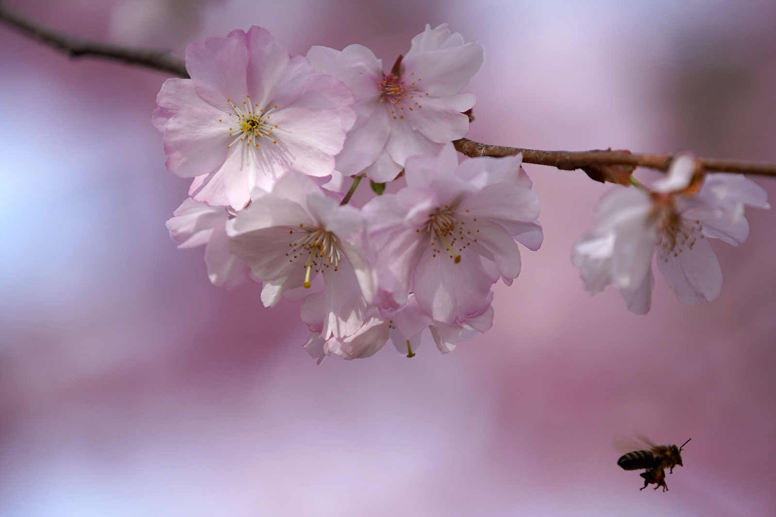 Busy bee